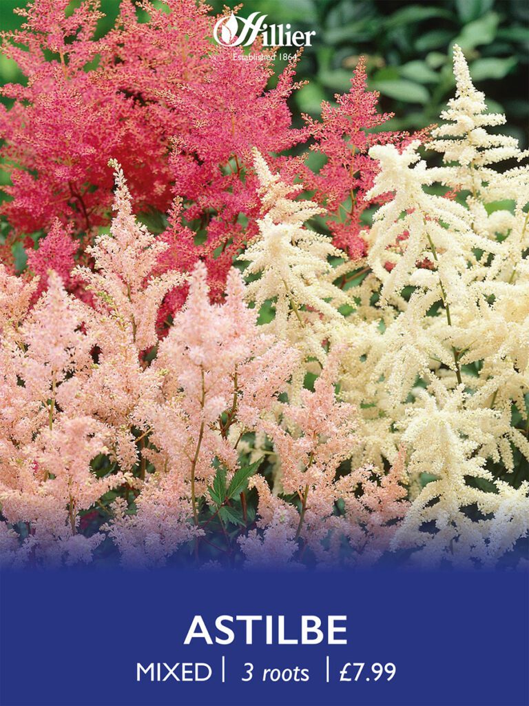 Astilbe Red & Pink Roots 8718641998977 2